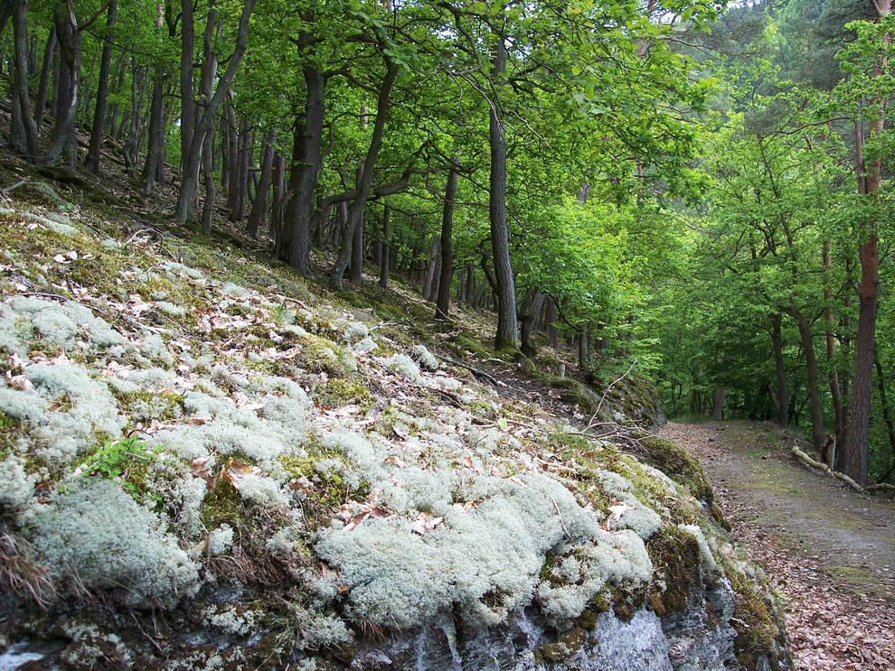Rentierflechten (Cladonia L. subgenus Cladina (NYL.) VAIN)  Cladonia L. subgenus Cladina (NYL.) VAINIO
