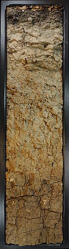 Fahlerde aus Lösslehm über tiefem Tertiärton aus Basaltverwitterung, Oppershofen / Hessen