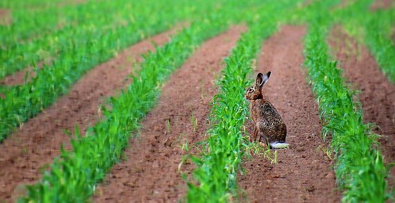 rabbit-4464836_1280.jpg