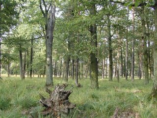 Eichenwald im Mönchbruch bei Mörfelden