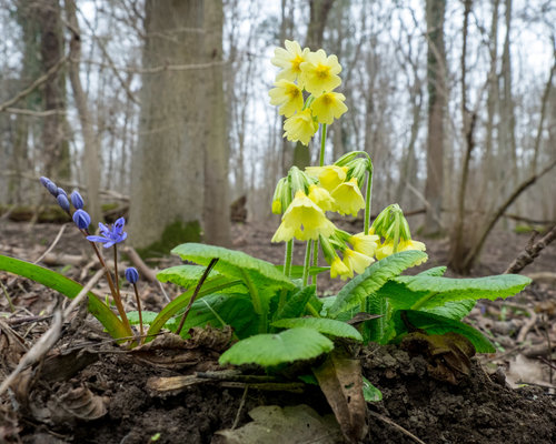 Blume im Wald