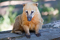 Fotolia_Suedam_Nasenbaer_pixs_sell.jpg