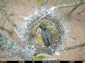 Perspektive von oben auf den Horst einen Schwarzstorchs. Ein Schwarzstorch brütet. 