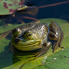 Fotolia_Ochsenfrosch_Toby.jpg