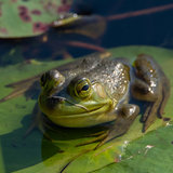 Fotolia_Ochsenfrosch_Toby.jpg