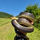 BUMO_2021_ZameLong_Foto_10A.Zitzmann.jpg
