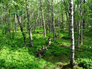 Moorbirken-Moorwald im Roten Moor/Rhön