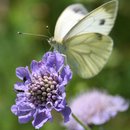 Blüte einer Tauben-Skabiose mit Schmetterling