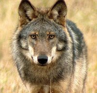 Wolf_Koerner.JPG