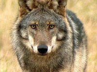 Wolf_Koerner.JPG