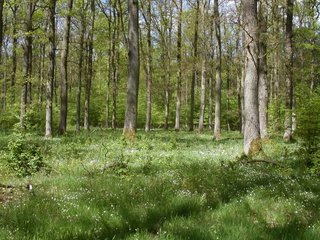 Eichen-Hainbuchenwald im Bruckerwald bei Stadtallendorf mit Großer Sternmiere in der Krautschicht