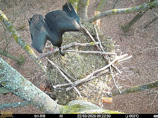 Perspektive von oben auf den Horst einen Schwarzstorchs. Ein Schwarzstorch steht im Horst. 