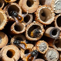 Wildbienen_AdobeStock_298075534_Sabine_Se.jpg