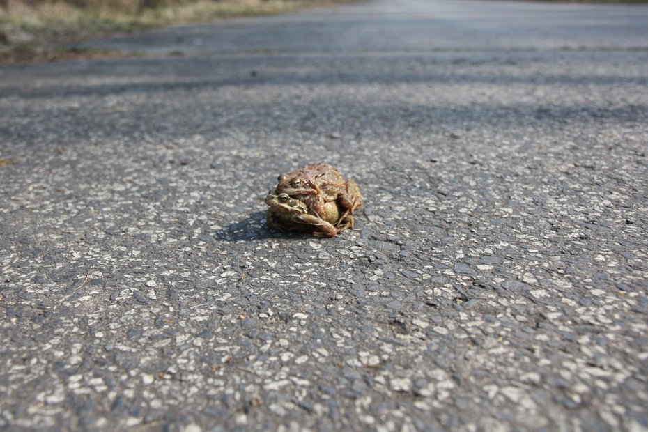 Kröten auf der Straße