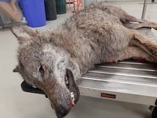 Toter Wolf auf Transportwagen