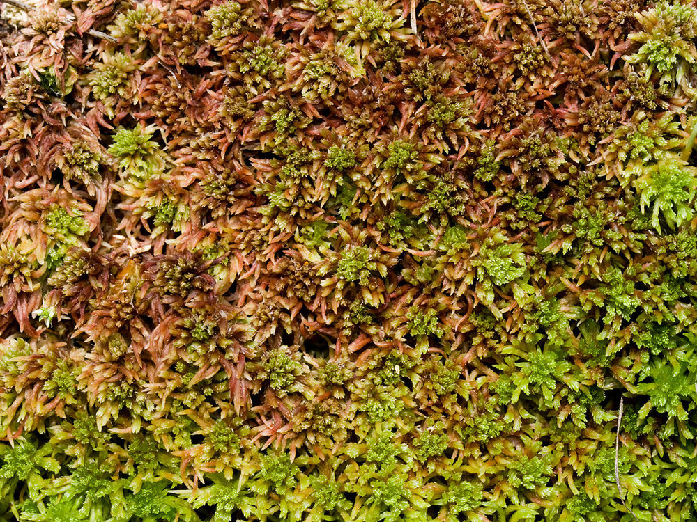 Sphagnum_capillifolium_1774_Meissner_1200_UD.jpg