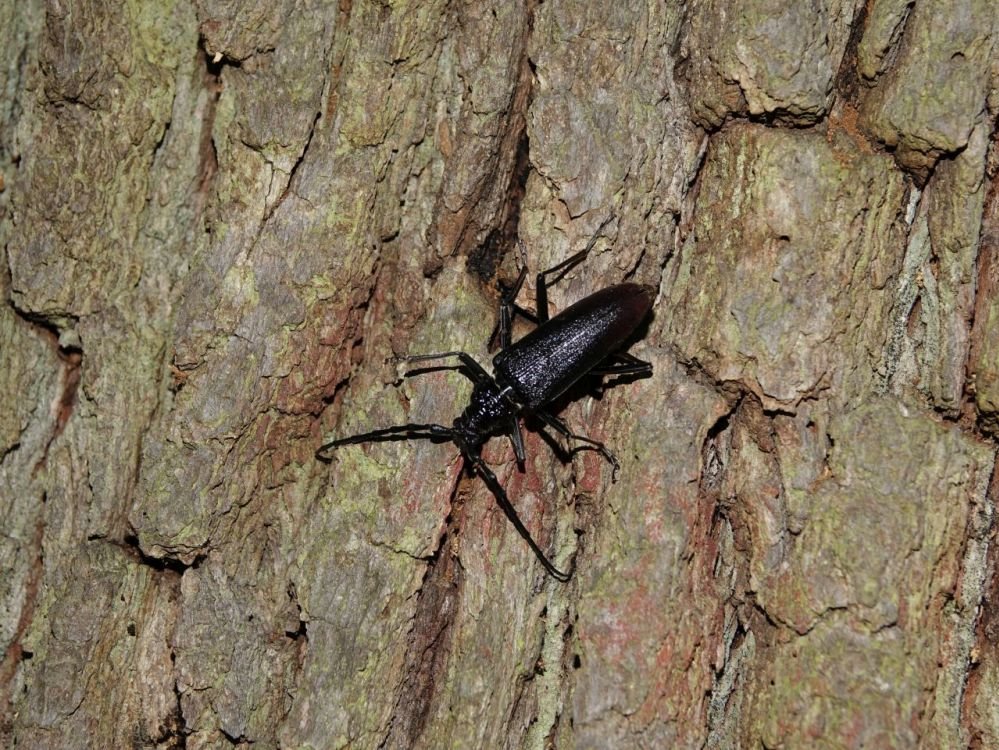 Der Heldbock in Hessen