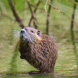 Fotolia_Bisamratte_Sander_Meertins.jpg