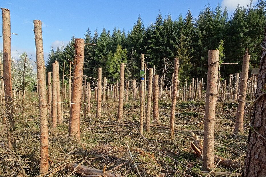 Waldlichtung mit vielen gekappten Fichten