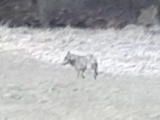 Wolf auf dem Feld