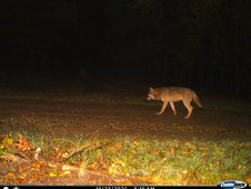 211023_Oestrich-Winkel_Rheingau-Taunus-Kreis_Wolf_.JPG