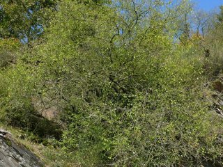 Felsenkirschen-Gebüsch an einem Schiefer-Steilhang