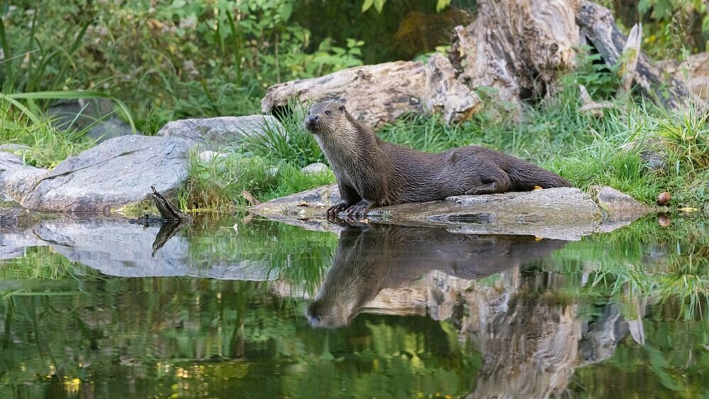 Fischotter