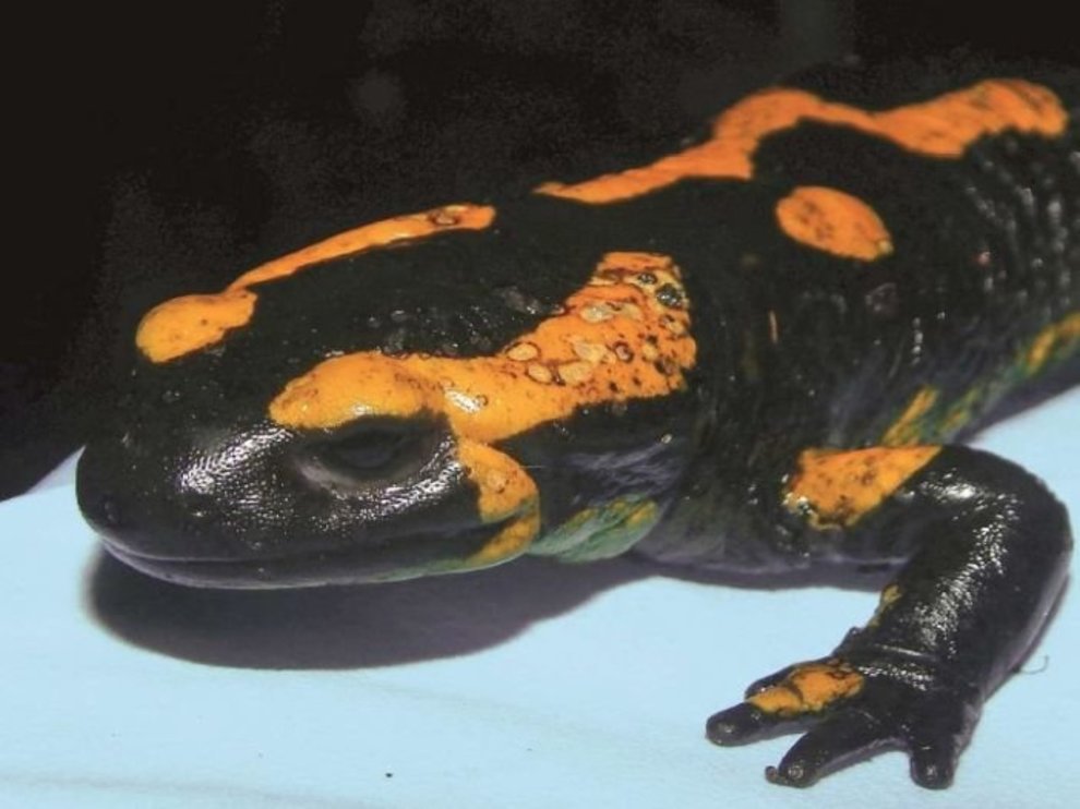 Ein durch den Pilz Batrachochytrium salamandrivorans (kurz Bsal) befallener Feuersalamander 02_B_Feuersalamander_Rautenberg_702x527.jpg