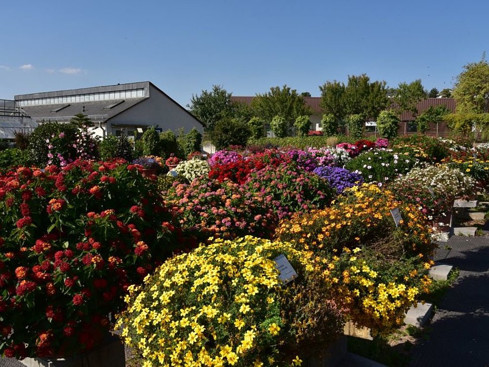 Zierpflanzen  Zierpflanzen