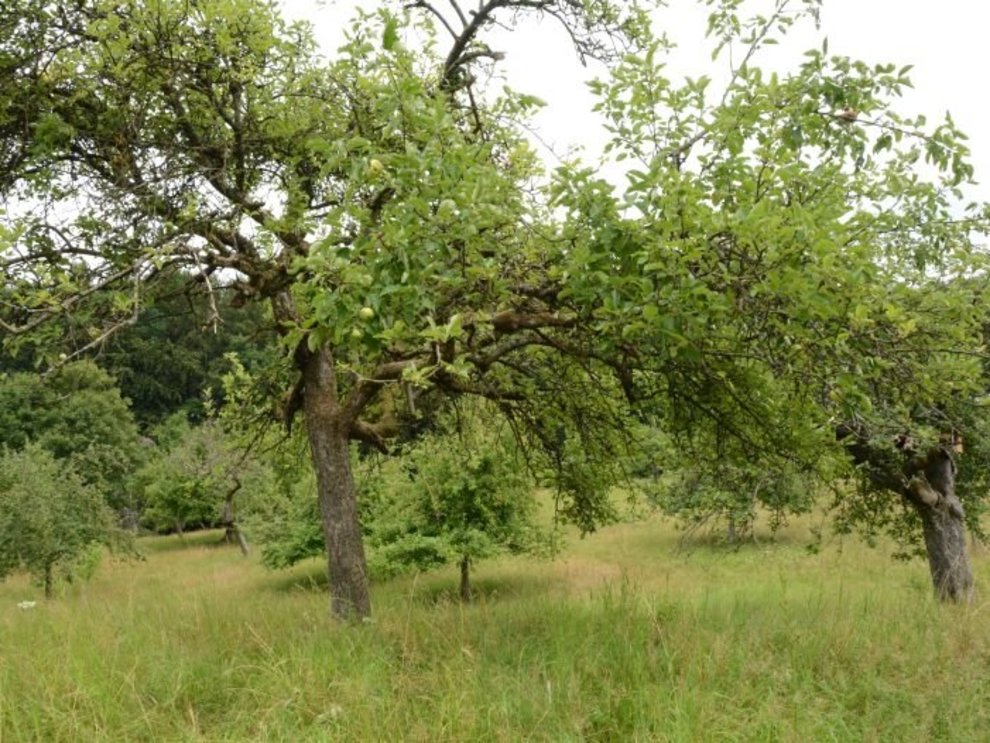Streuobstwiese bei Weilburg 03_D_Streuobst-Weilburg-Vera-Samel-Gondesen-702x527.jpg