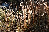 Blau_Besensegge_AdobeStock_236852063_tamu.jpg