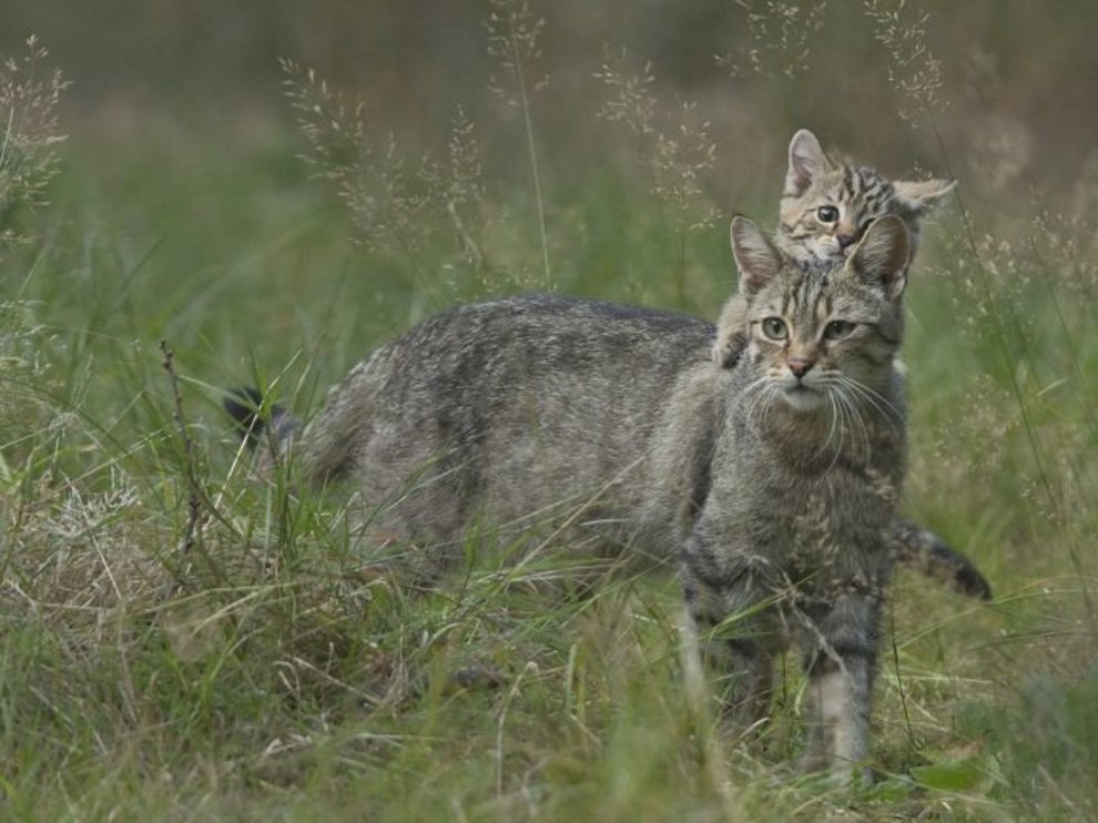 Tiere, die zu leicht oder zu klein sind um einen Sender zu tragen, werden direkt nach den Untersuchungen wieder freigelassen 02_A_HW_7_Mama_und_Kind_702x527.jpg