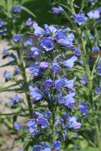 Über 400 Pflanzenarten sind mit einem Namensschild versehen, beispielsweise der Natternkopf (Echium vulgare), der auf Sandrasen vorkommt.