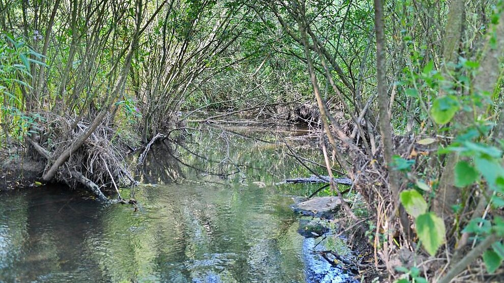 Auswirkungen der Renaturierung kleiner Fließgewässer auf terrestrische Biota (ARFB)
