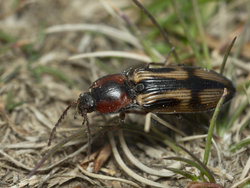 Kreuzschnellkäfer (Selatosomus cruciatus)