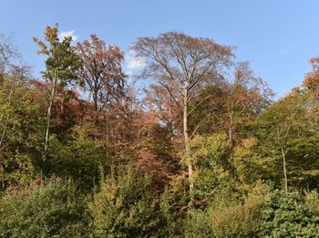 Foto einer Buche, die schon im August wegen der langen Trockenheit braun geworden ist