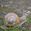 Weinbergschnecke_AdobeStock_313828094_Virginia.jpg