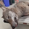 Wolf_2019.jpg