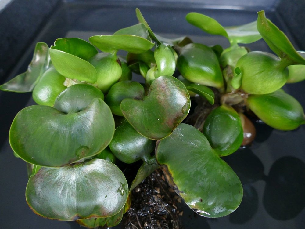 Eichhornia_crassipes_P1000476_LarsMoeller.JPG