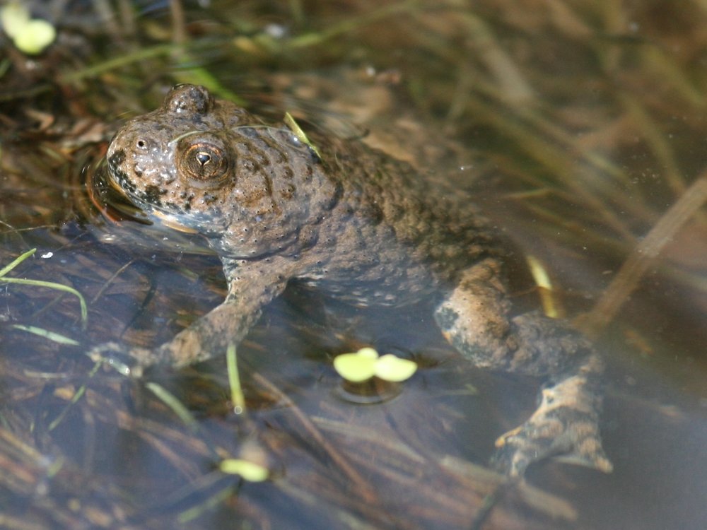 Gelbbauchunke2_Werraaue_Geske2009.jpg