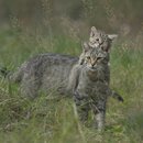 Forschungsprojekt zum Raumnutzungsverhalten der Wildkatze in einem Waldgebiet im Lahn-Dill-Kreis
