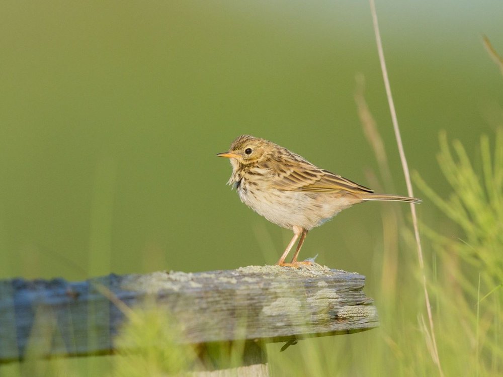 Wiesenpieper_AdobeStock_250604959_Andreas.jpg