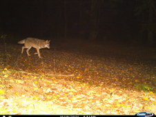 211018_Oestrich_Winkel_Rheingau-Taunus-Kreis_Wolf.JPG