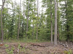 Wald mit Laubstreu