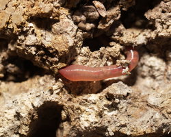 Regenwurm im Boden