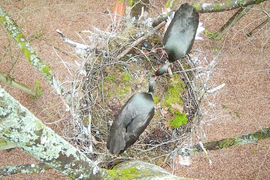 Zwei Schwarzstörche in einem Horst.