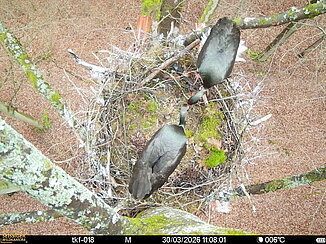 Perspektive von oben auf den Horst einen Schwarzstorchs. 2 Schwarzstörche stehen im Horst.