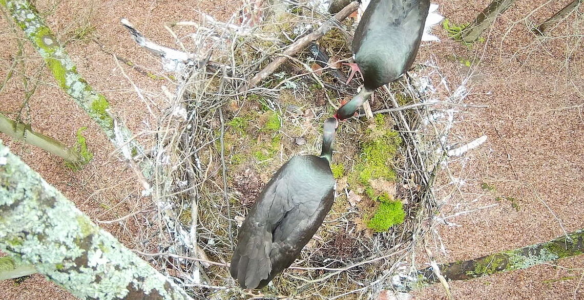 Zwei Schwarzstörche in einem Horst.