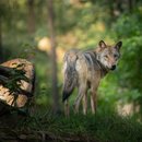 Wolf_Dennis_AdobeStock_292019122_K.jpg