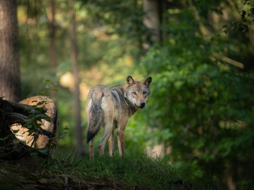 Wolf in Hessen Wolf_Dennis_AdobeStock_292019122_K.jpg